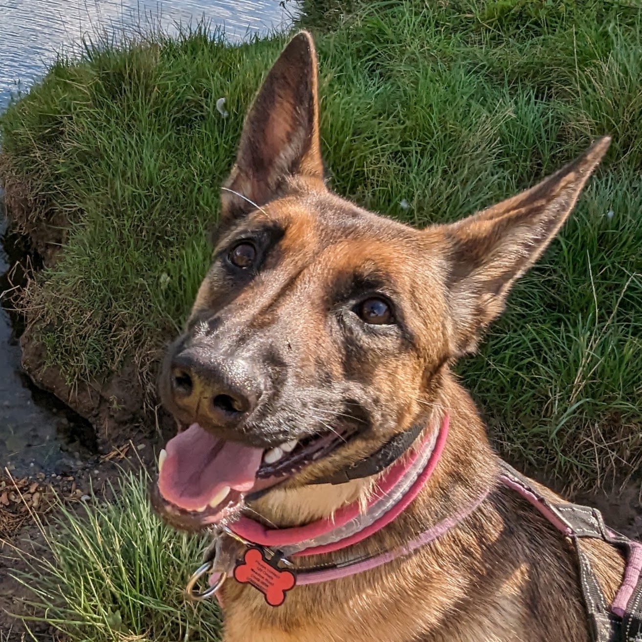 Dog_6